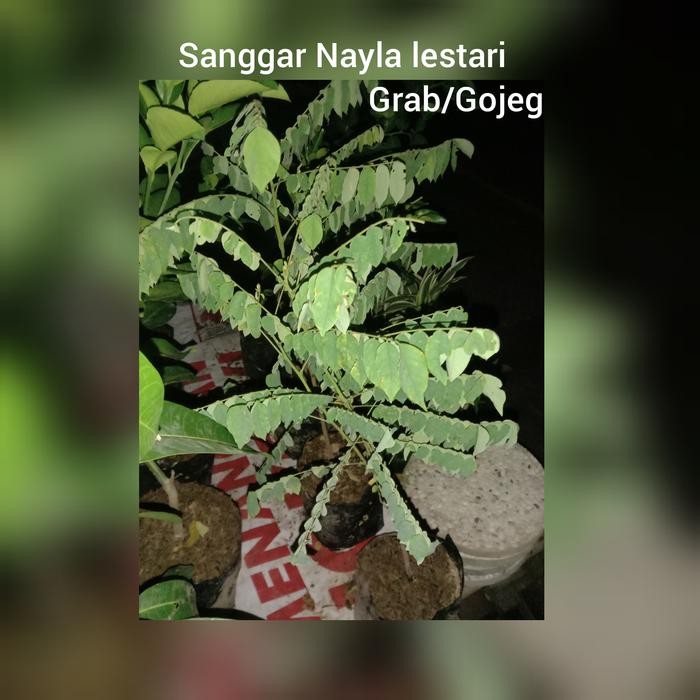 

Jual bibit belimbing wulu/tanaman buah murah