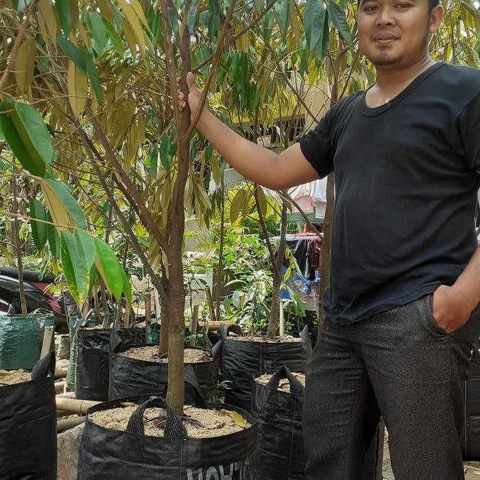 pohon durian musangking tinggi 2 meter batang besar