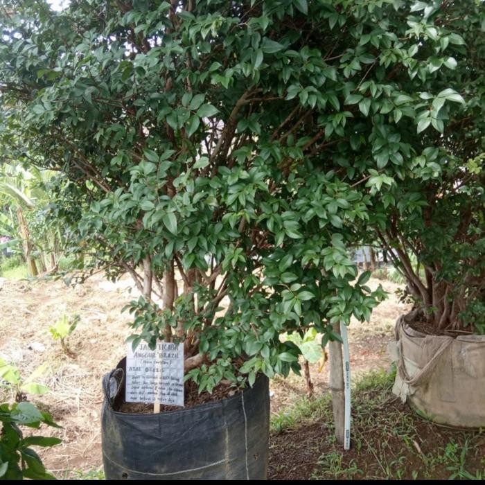 bibit pohon anggur Brazil jaboticaba indukan sudah berbuah