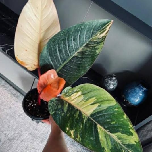 Tanaman hias philodendron red congo varigata _ tanaman philodendron