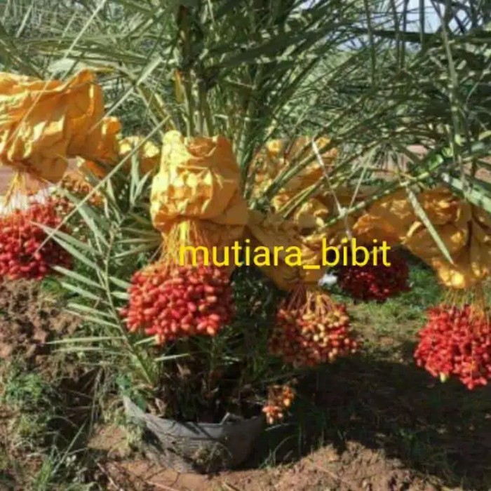 (Allthebest) bibit kurma ajwa kultur jaringan