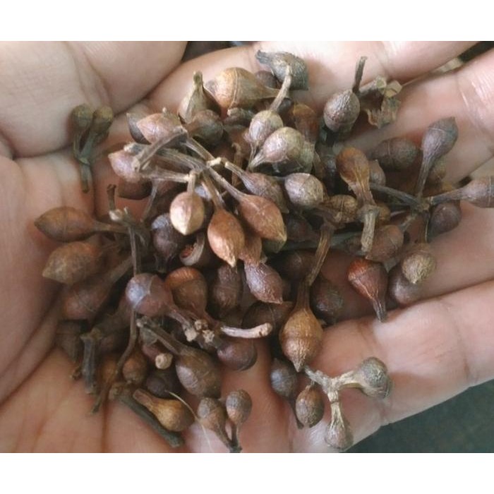 

TERMURAHH!! Ceplikan / Biji ceplikan / Ceplik Sari , 1kg - Surabaya