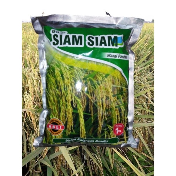 Benih Padi Siam Siam Aroma Wangi Pandan