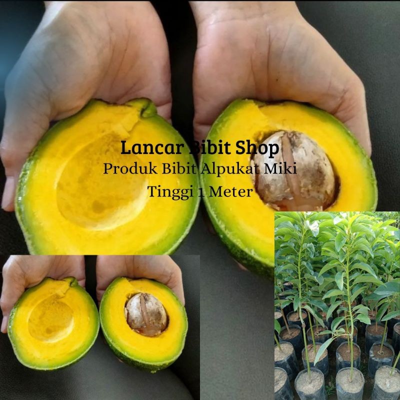Alpukat Miki 1 Meter Up Siap Berbuah