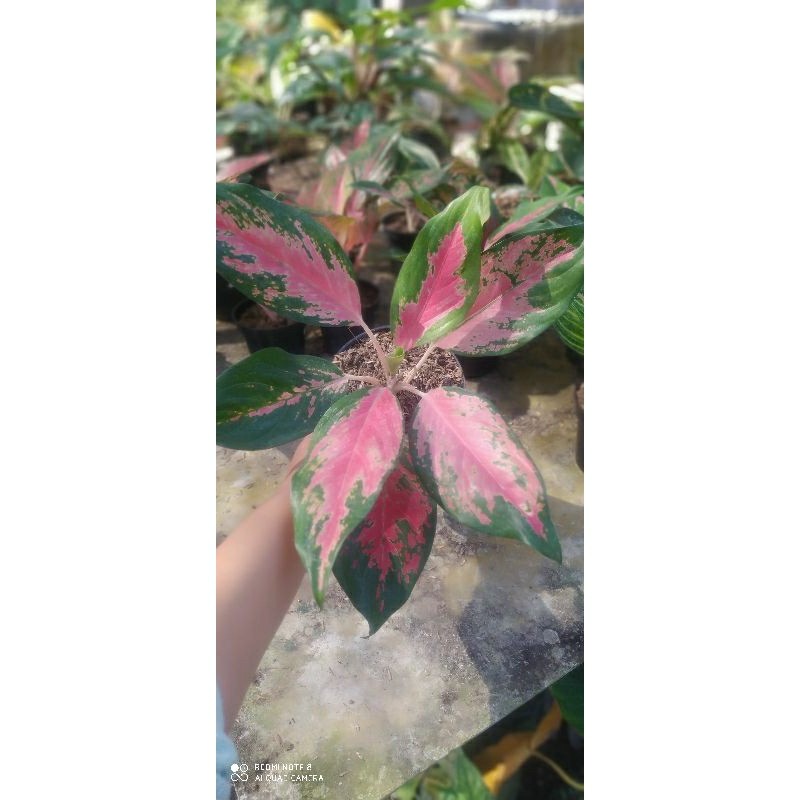 Tanaman Hias Aglo Kocin Camelon