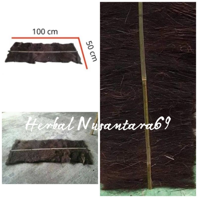 Injuk Kakaban Tempat Bertelur Ikan