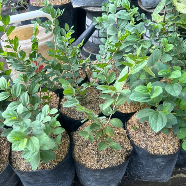 Tanaman Bidara / Daun Bidara / Pohon bidara / Bidara REAL PICT