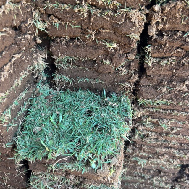 RUMPUT JEPANG 1 METER / RUMPUT GAJAH ASLI / RUMPUT TAMAN / RUMPUT HIDUP METERAN