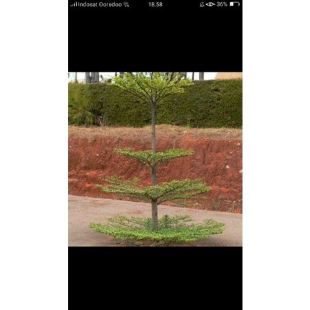 ketapang kencana 2,5 meter +- batang besar sap banyak