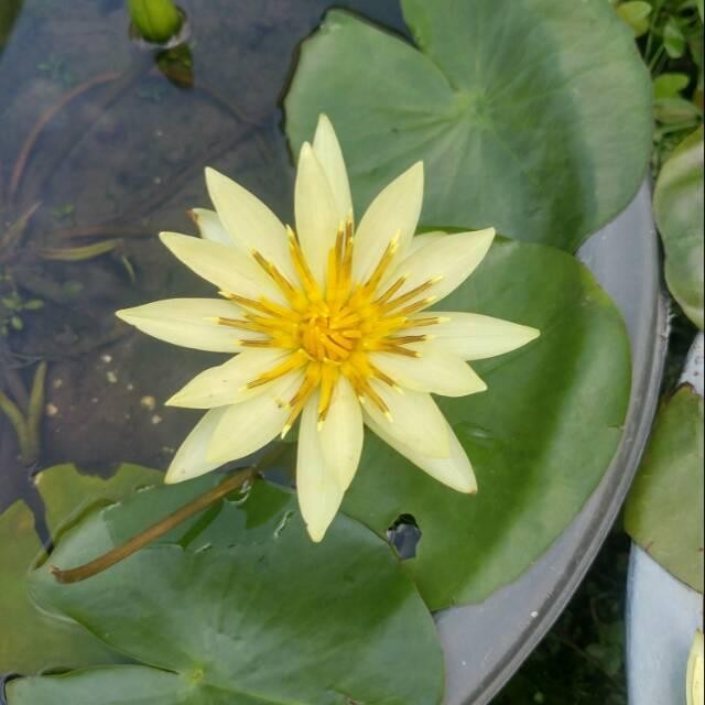 Tanaman Bunga Teratai - Bibit Tanaman Hias Teratai - Tanaman Air