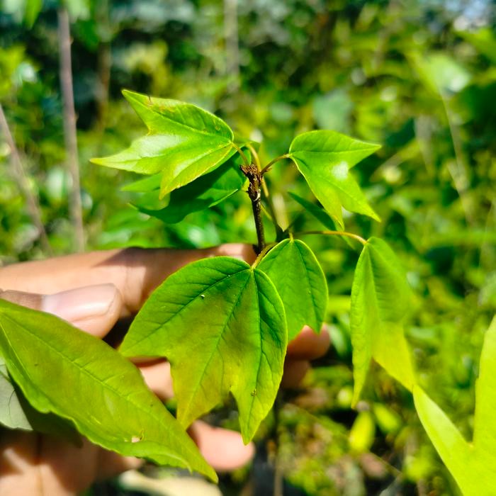 ASLI Taan s Bibit Bonsai Trident maple japan bagus daun cantik exotic READY STOCK