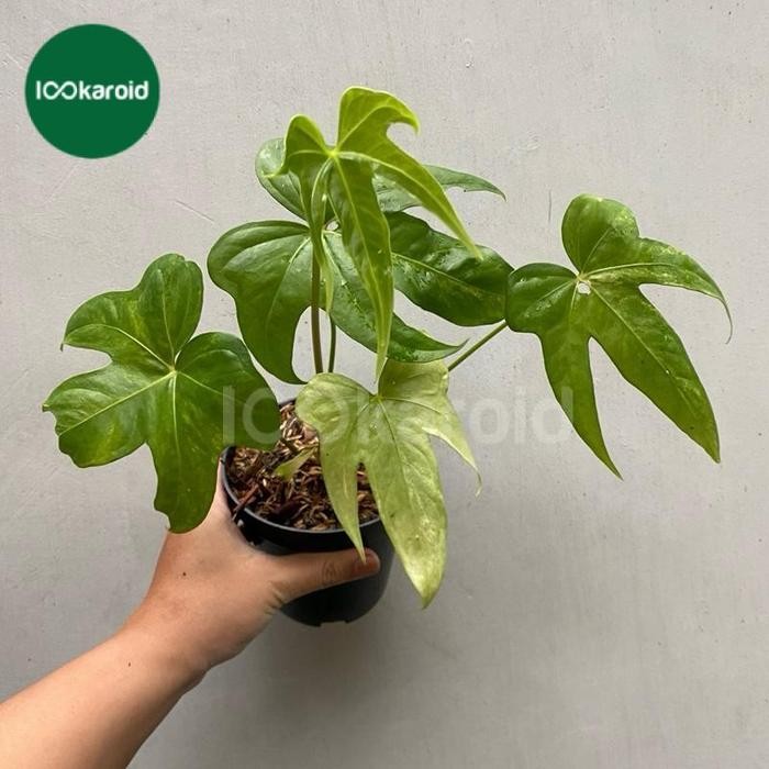 Tanaman Hias Anthurium Pedatoradiatum Variegata Anthurium Jari Varigata Kode 1404