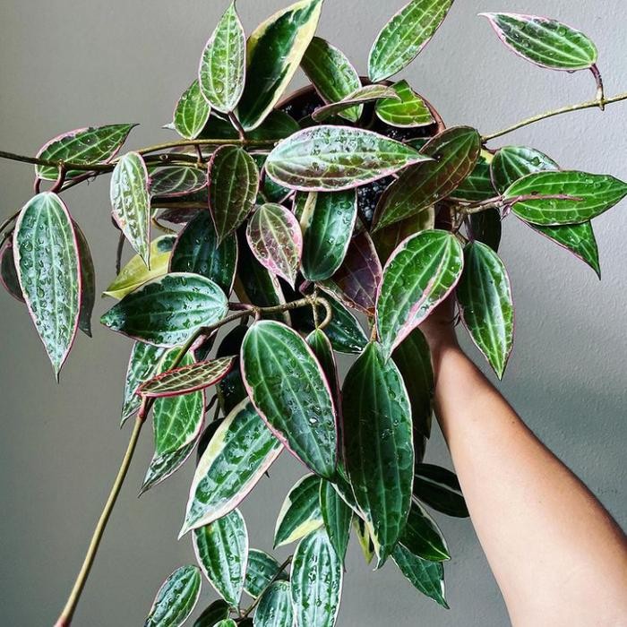 Tanaman hias Hoya Macrophylla Variegata - Hoya Macrophylla Varigata Kode 1443