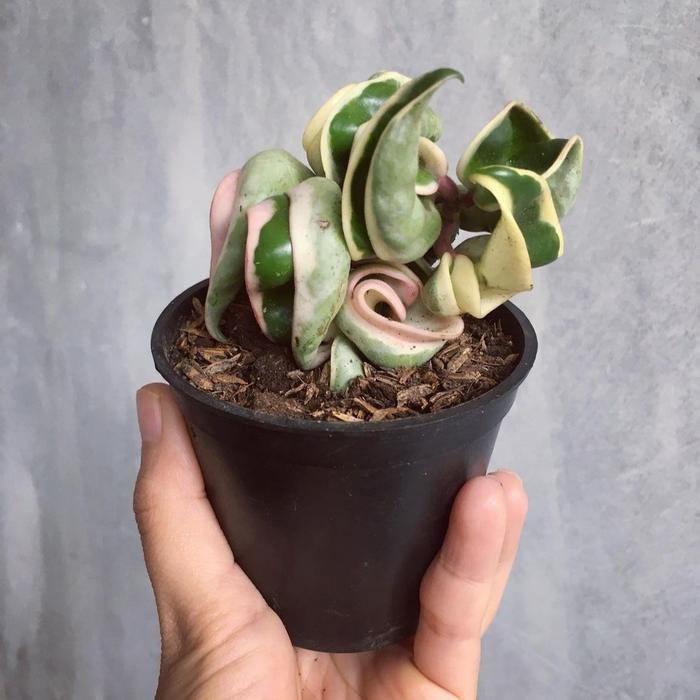 tanaman hoya compacta variegata hoya curly varigata Kode 906