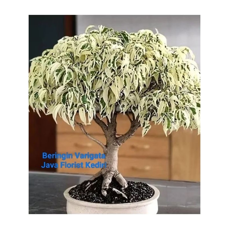 Beringin Varigata Tanaman Bahan Bonsai MURAH-RIMBUN