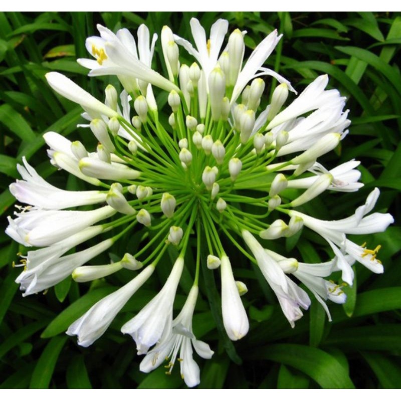 Bibit Tanaman Bunga Agapanthus Putih(White African Lily)