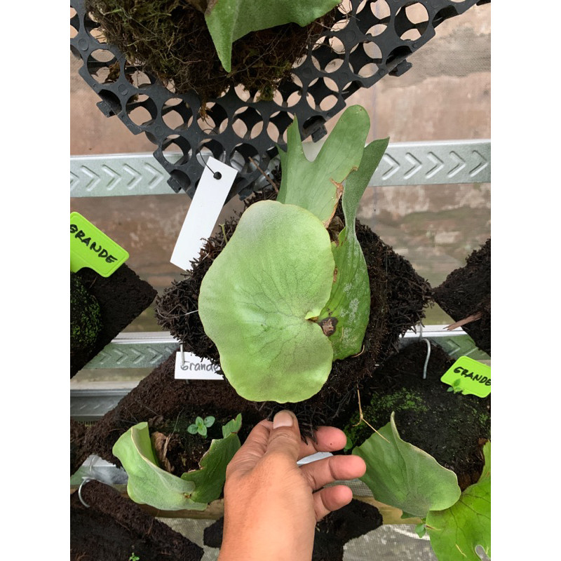 Platycerium Grande Atau Tanduk Rusa Grande Atau Simbar Menjangan Gr