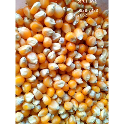 

Popcorn Mentah Mushroom 1Kg Jumbo Mushroom Kiloan Popcorn Bulat Jamur 1 Kg Popcorn Mushroom 1 Kg