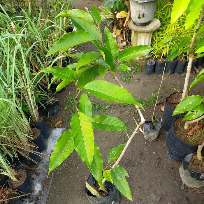 Bibit Tanaman Bunga Kantil/Kantil Kuning