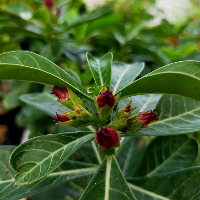 Bibit Adenium Tumpuk/Tanaman Hias Bunga Adenium Tumpuk