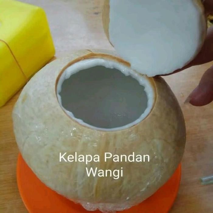 Bibit Tanaman Kelapa Pandan Wangi Genjah