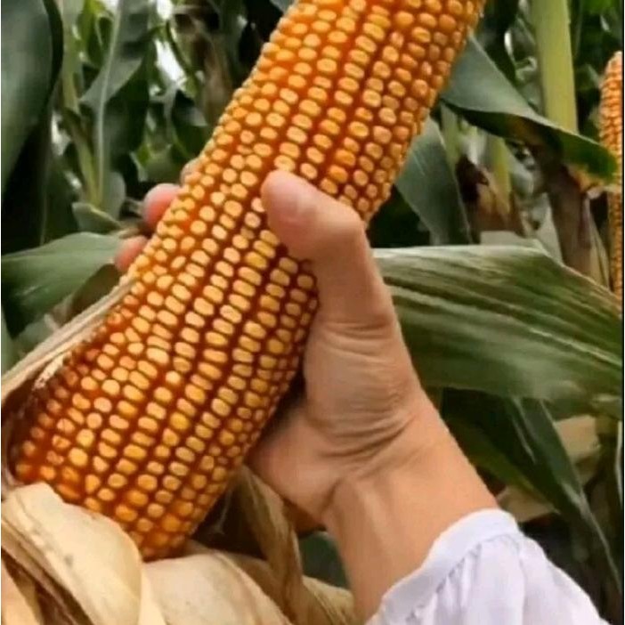 Kemasan 1 Kg Biji Benih Bibit Tanaman Jagung Jepang Raksasa Hibrida Impor