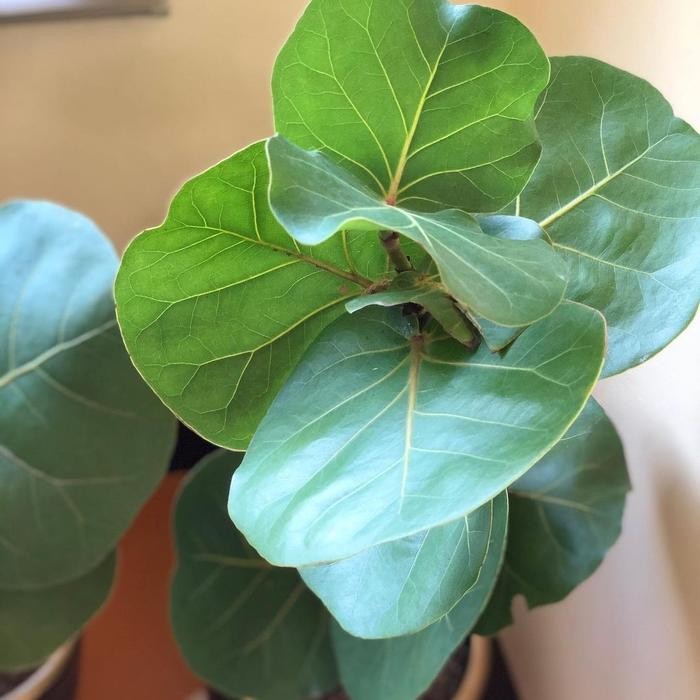 Bibit Tanaman Pohon Pesisir Berbuah Anggur Laut/Seagrape/Baygrape (Cocoloba Uvifera)