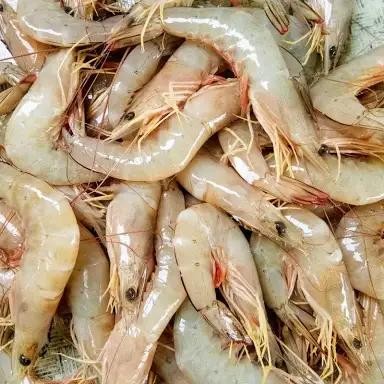 

SALE !!! UDANG JERBUNG LAUT SEGAR 500GR -1KG READYY