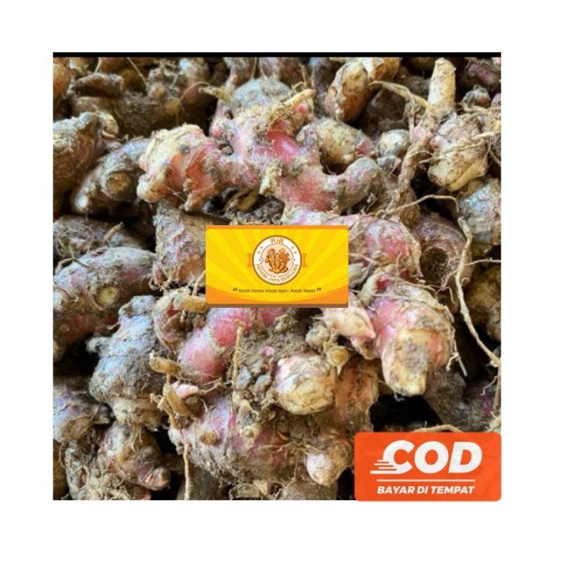 

Jahe Merah Medan 6G Huu Groiregarfreh Red Ginger Rempah