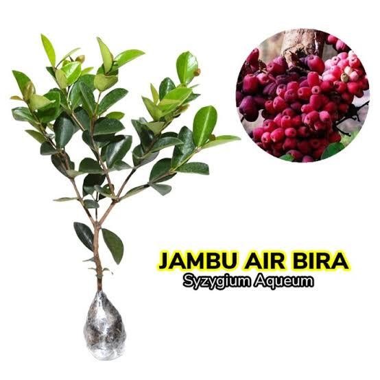 Tanaman Langka Jambu Irian Bira Papua