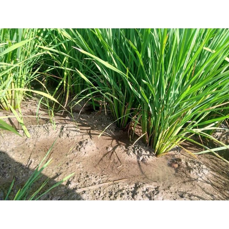 Happygardens Benih Padi Kolosebo