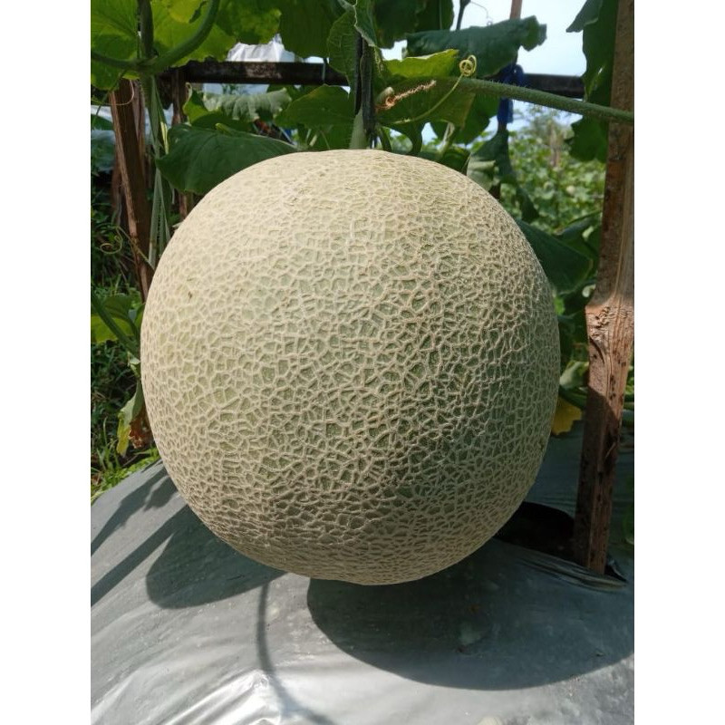 Happygardens Benih Melon F1 Delon 65 (+-400Biji)