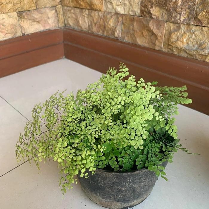 Ready Stock Tanaman Gantung Suplir - Suplir Daun Kecil - Suplir