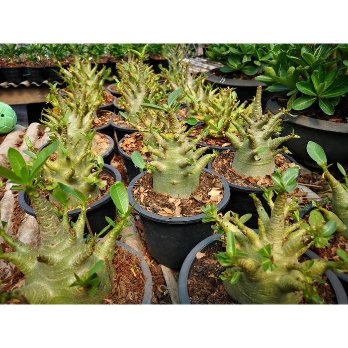 Ready Stock Seed/Biji/Benih Tanaman Hias Adenium Arabicum Godji