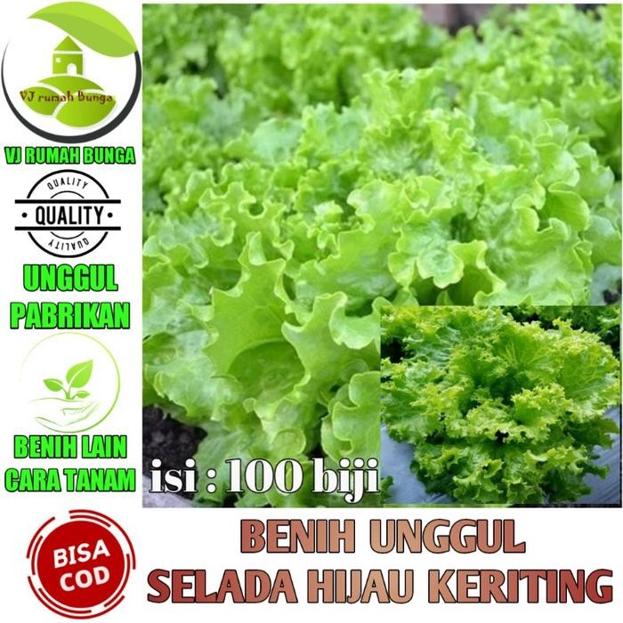 Ready Stock Benih Bibit Selada Hijau Keriting