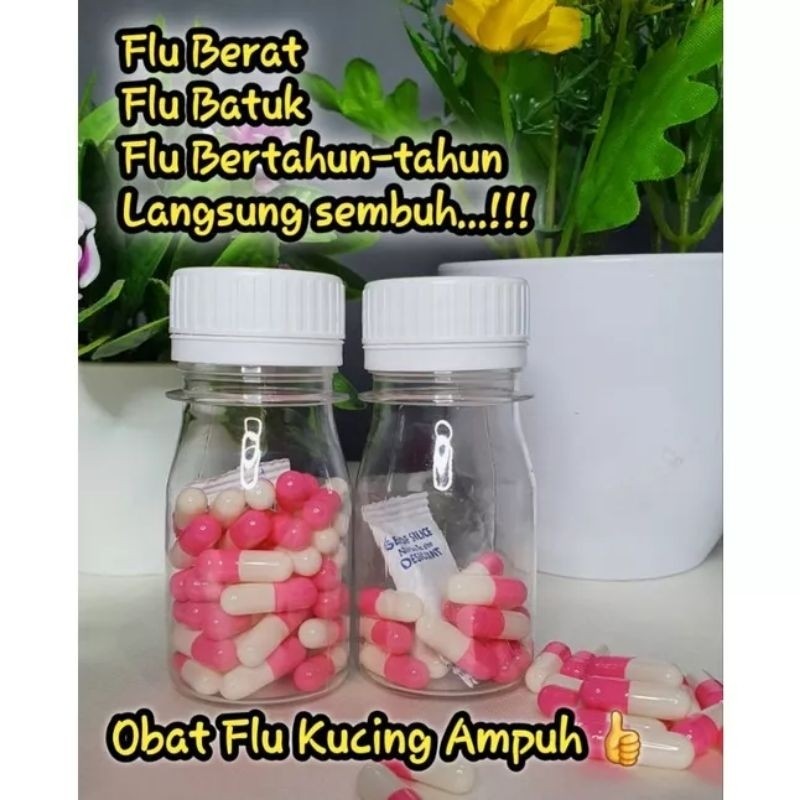 Obat Flu Kucing Ampuh