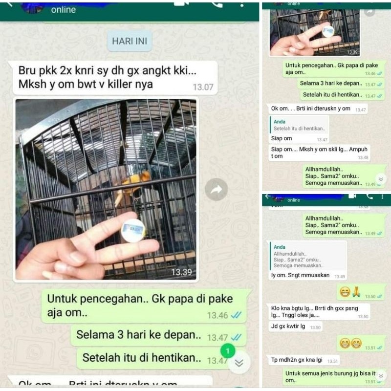 KILLER V SALEB BURUNG KENARI SALEP BUBUL