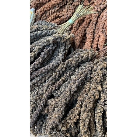 500gr Grosir Foxtail Millet Jewawut Hitam Merah Kuning Tangkai GROSIR Red Piston Foxtail Millet