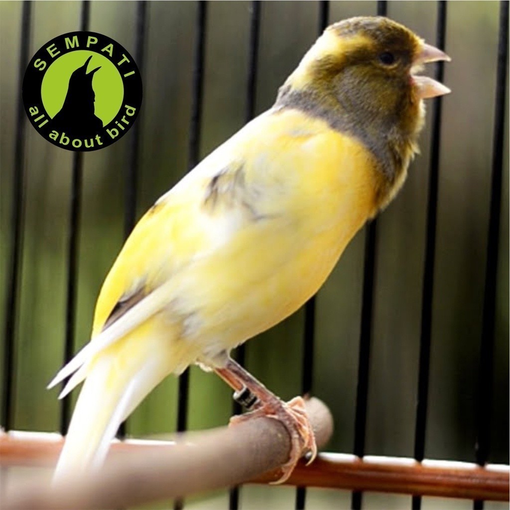 SEMPATI Gold Patte Yellow Versele Laga Gold Patee Profi 250gr Egg Food Pakan Burung Kenari Kuning