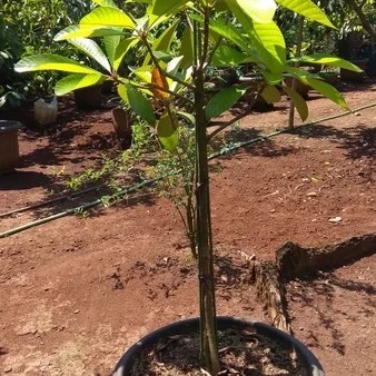 

bibit tanaman meme sapote magana cangkok 1 meter lebih