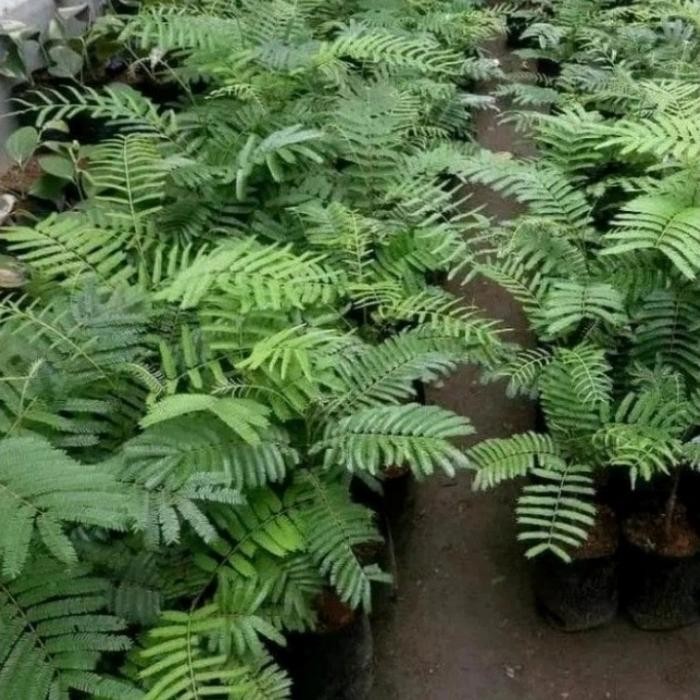 

Pohon Petai Okulasi Bibit Tanaman Pohon Pete