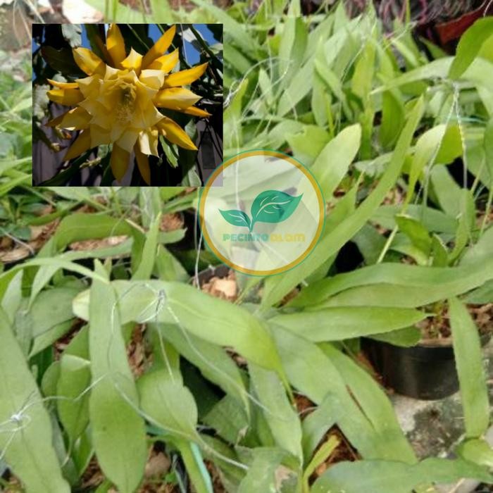 

Bibit tanaman Hias Wijaya Kusuma Epiphyllum - Bunga wijaya kuning