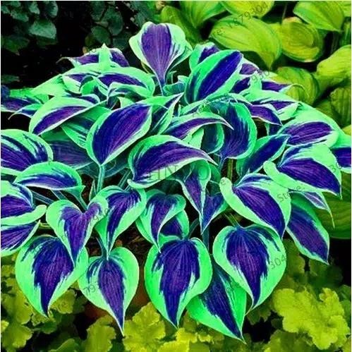 

300pcs Bibit Tanaman Bunga Hosta Plantage Tinea & Fire & Ice