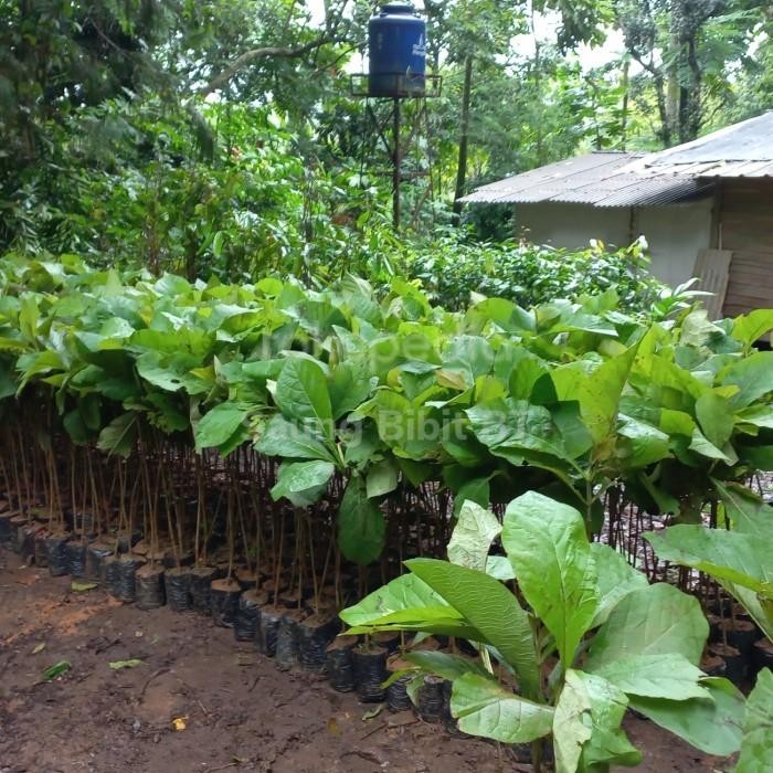 

Bibit Pohon Jati Emas Super Tanaman Jati Super