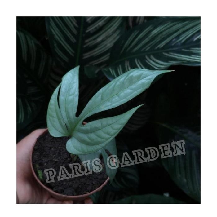 

TANAMAN HIAS AMYDRIUM SILVER BIBIT - AMYDRIUM SILVER