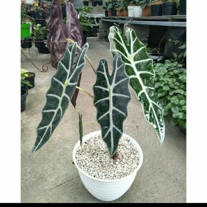 

tanaman hias bibit keladi amazon