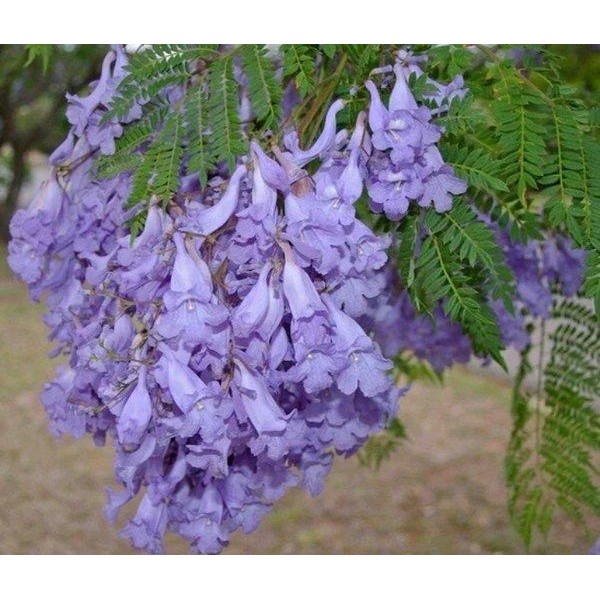 

BIBIT TANAMAN POHON BUNGA JACARANDA UNGU