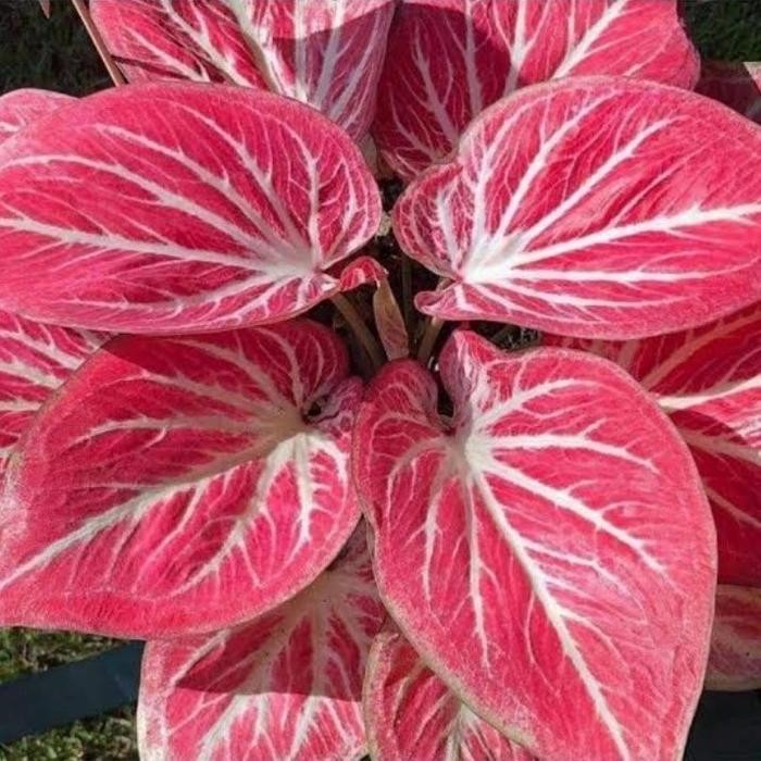 

Bibit bonggol tanaman hias keladi red