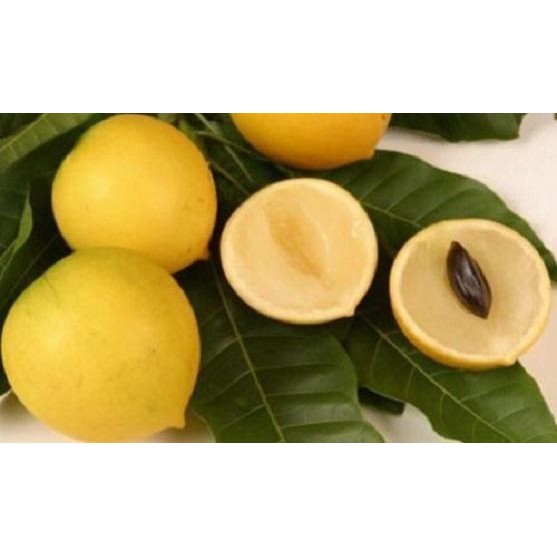 

Bibit pohon sawo abiu /Tanaman buah sawo australia