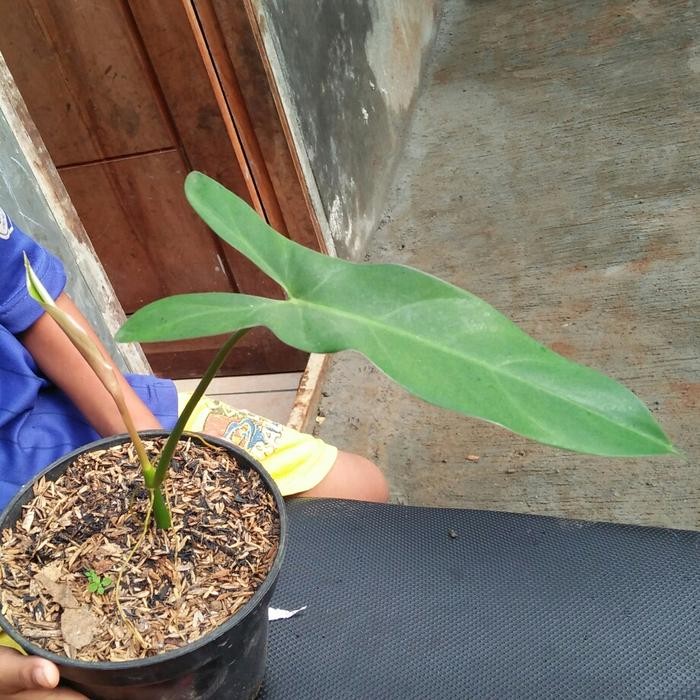 

Tanaman hias philodendron mexicanum - bibit philo mexicanum